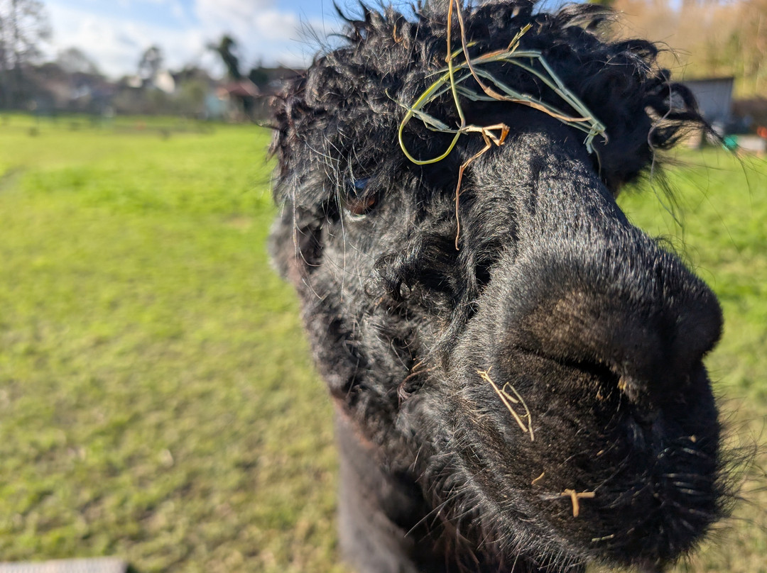 Bell Farm Alpacas-Pensford必去景点