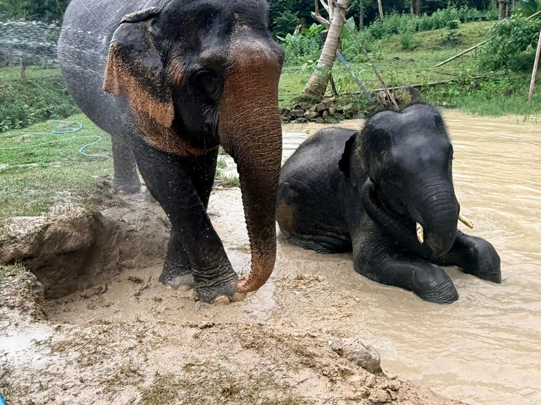Tonsai  Elephant Care Camp Phuket-芭东海滩必去景点