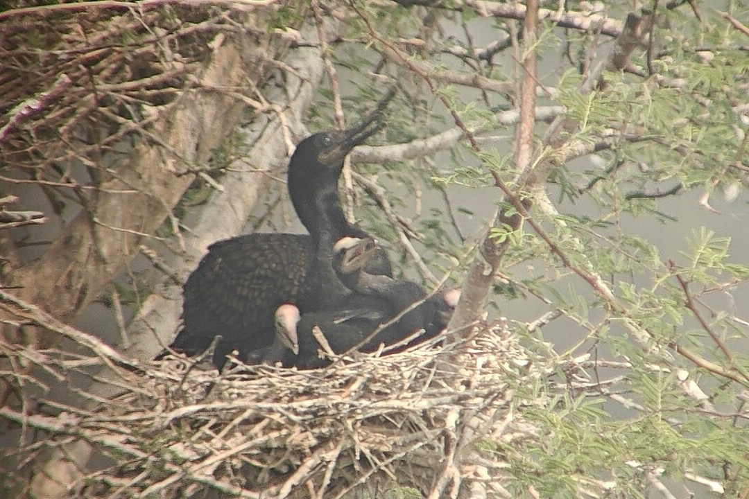 Bharatpur Bird Sanctuary-巴拉特浦必去景点