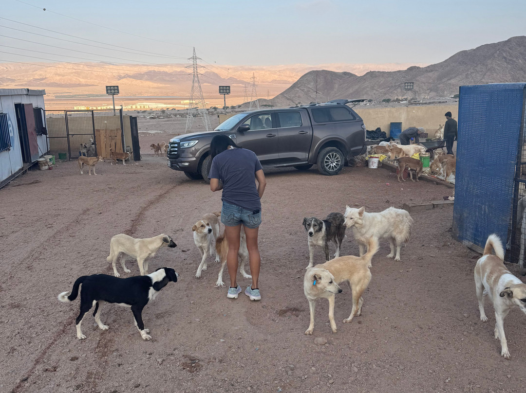 Al Rabee Society For Nature And Animal Protection-亚喀巴必去景点