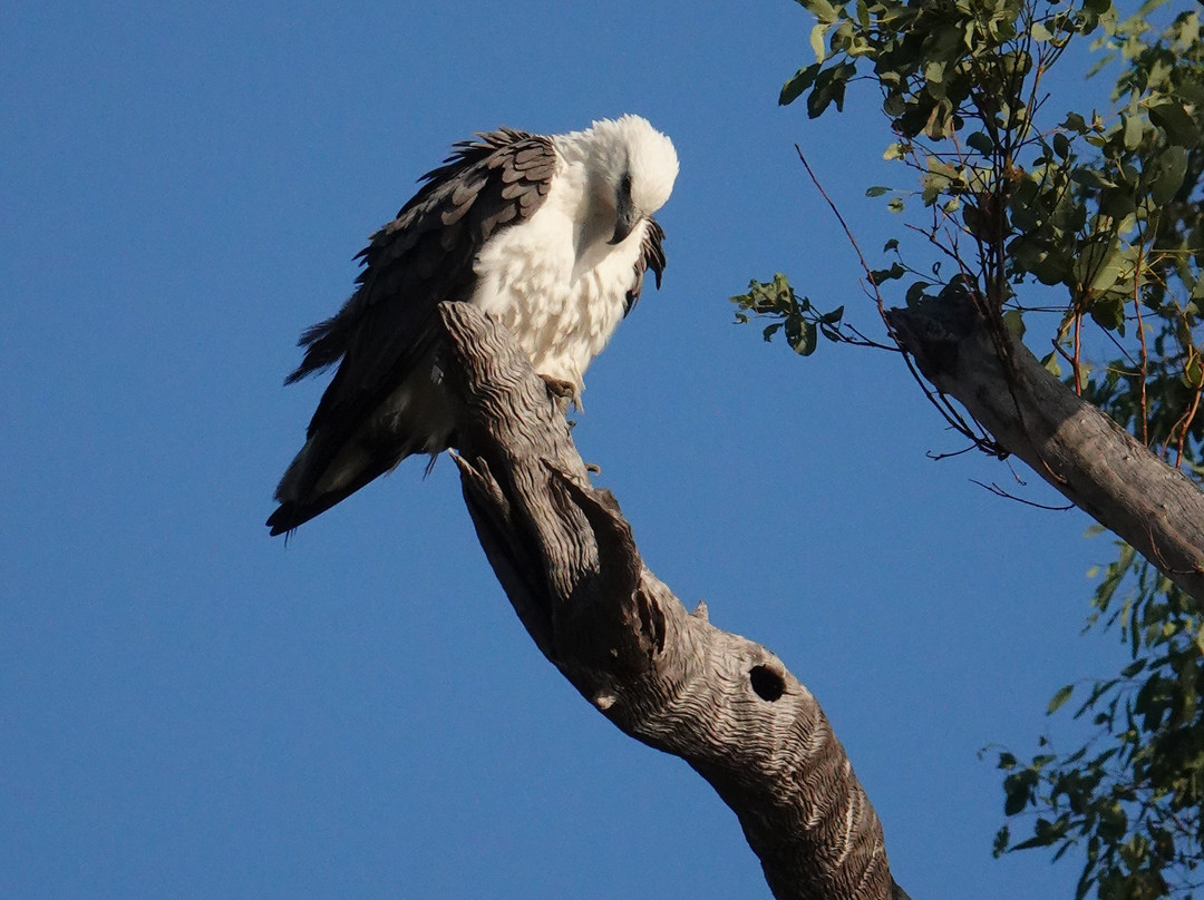 Discovery One Kimberley Cruises-布鲁姆必去景点