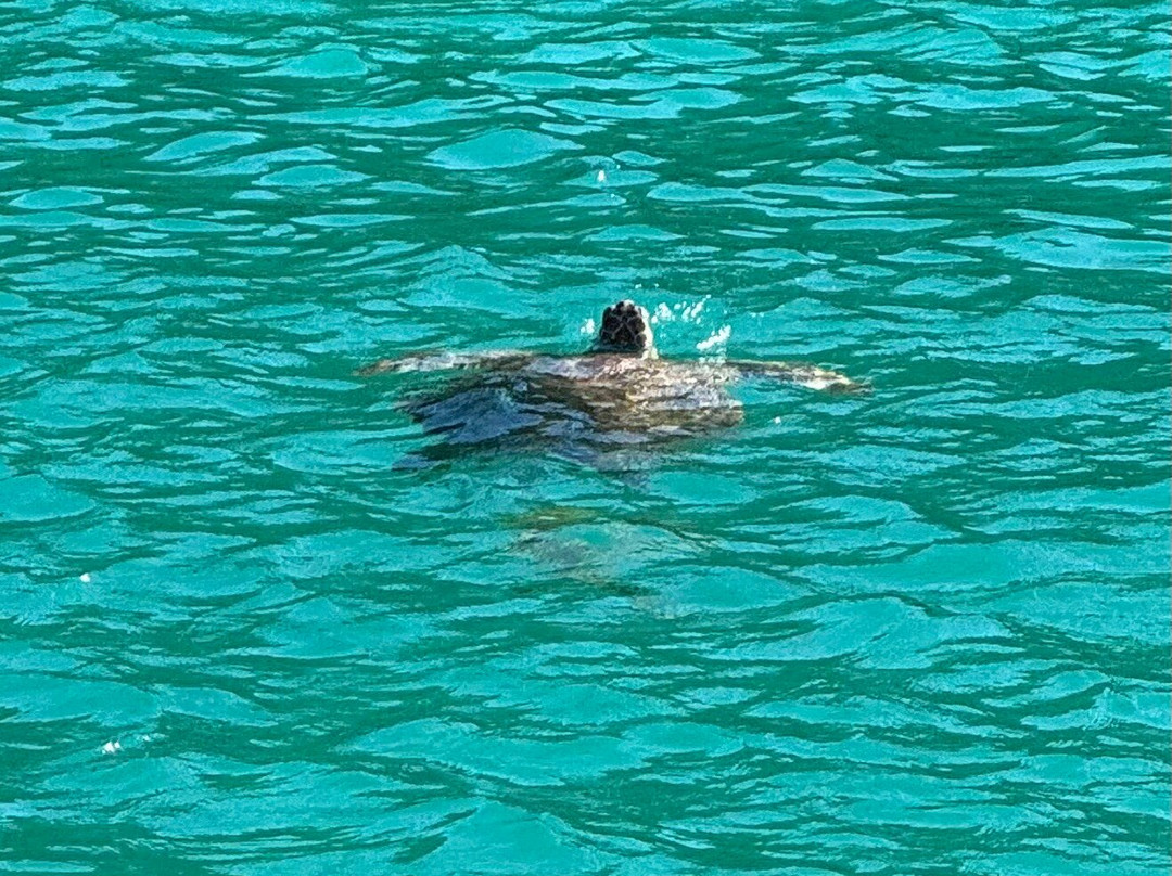 Kindred Spirit Charters-克鲁兹湾必去景点