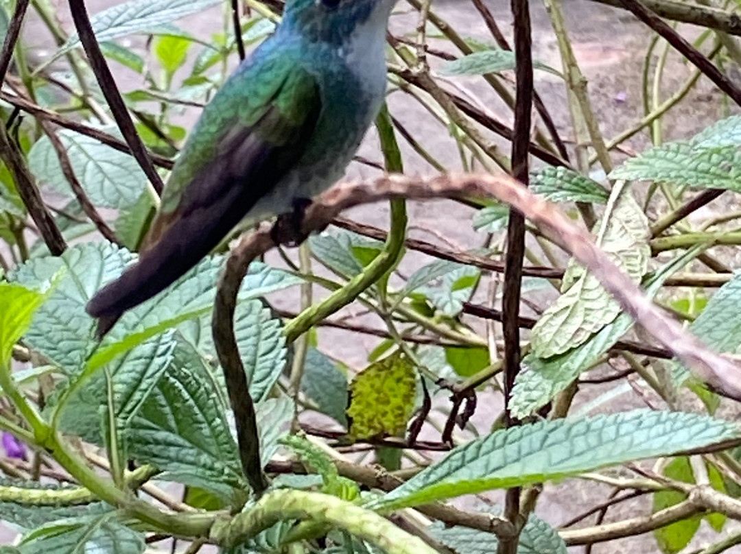 Bajnath's Estate Hummingbird Sanctuary-Matura必去景点