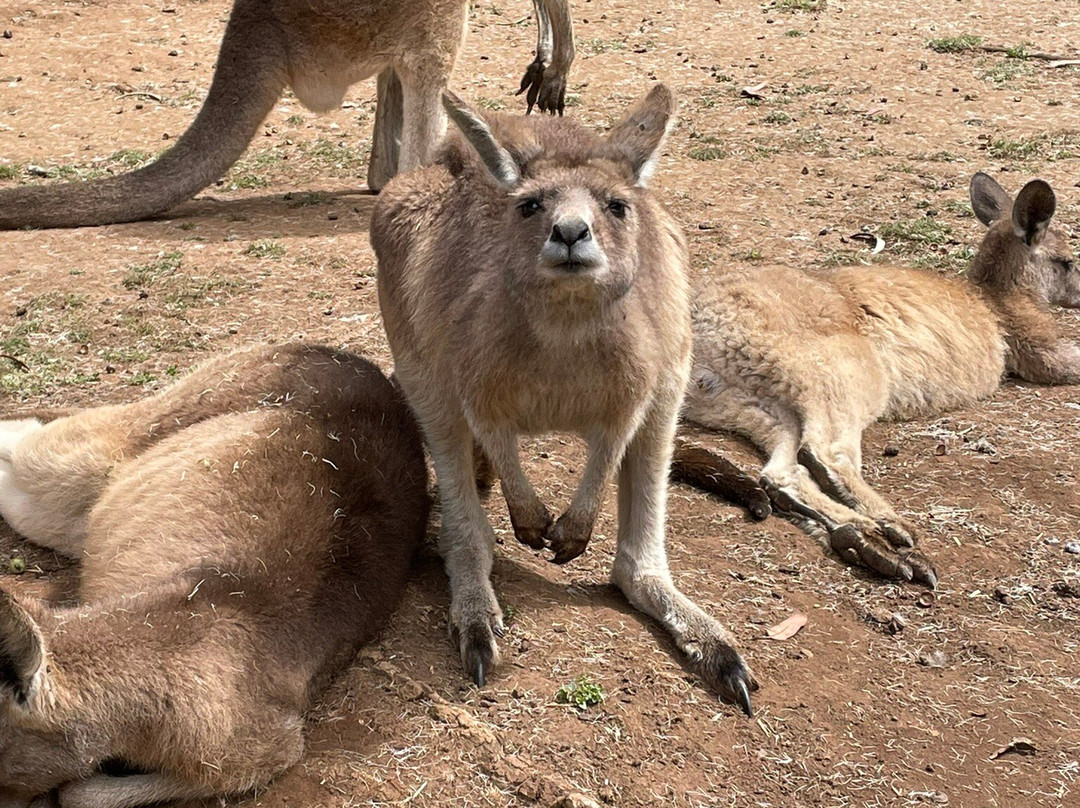 Tasmanian Devil Unzoo-塔拉纳必去景点