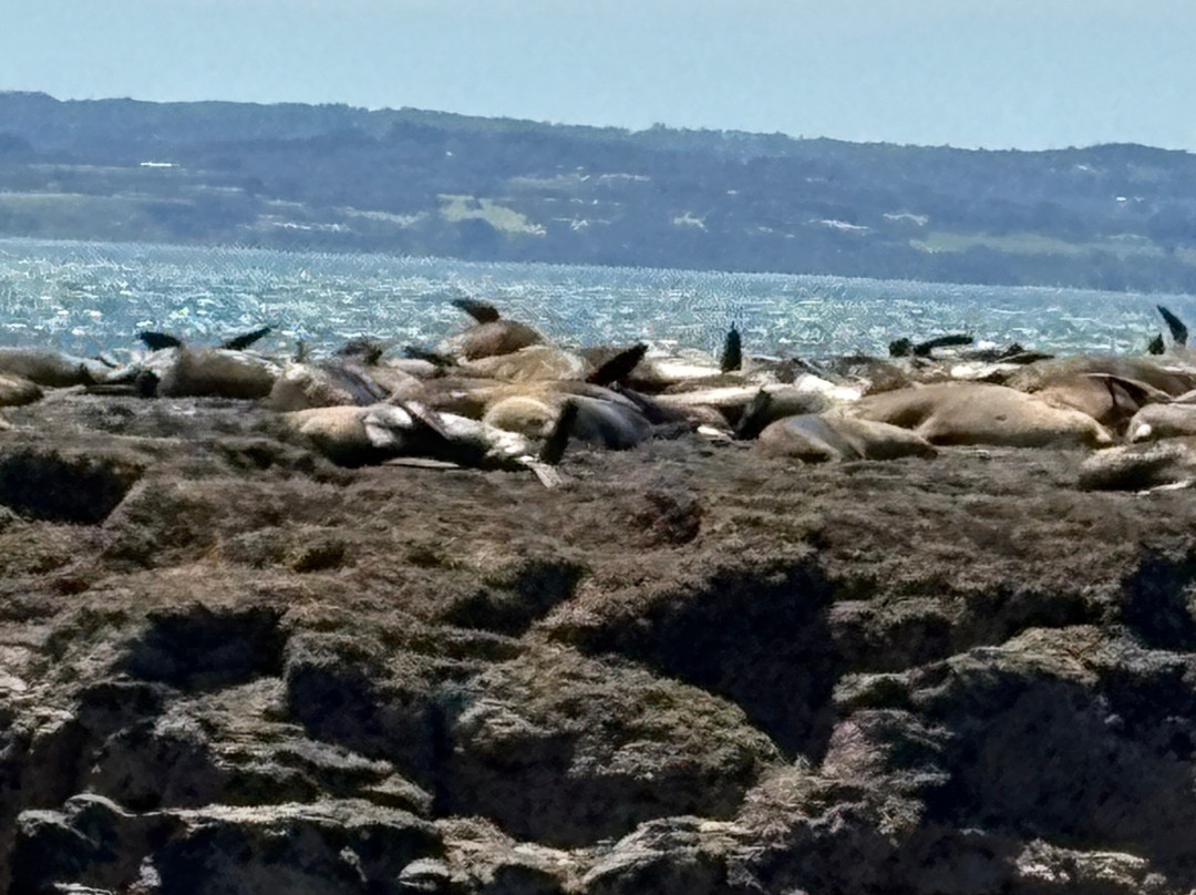 Wildlife Coast Cruises-考斯必去景点