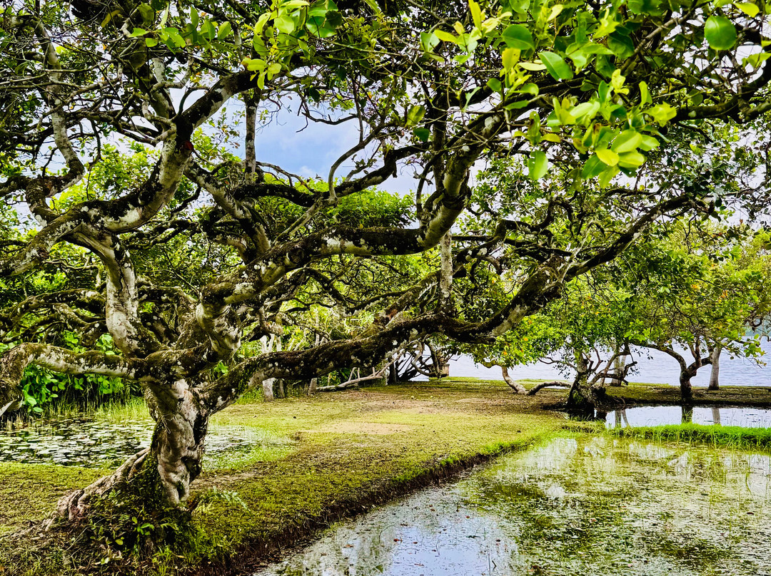 Lunuganga Garden Tour-班托塔必去景点
