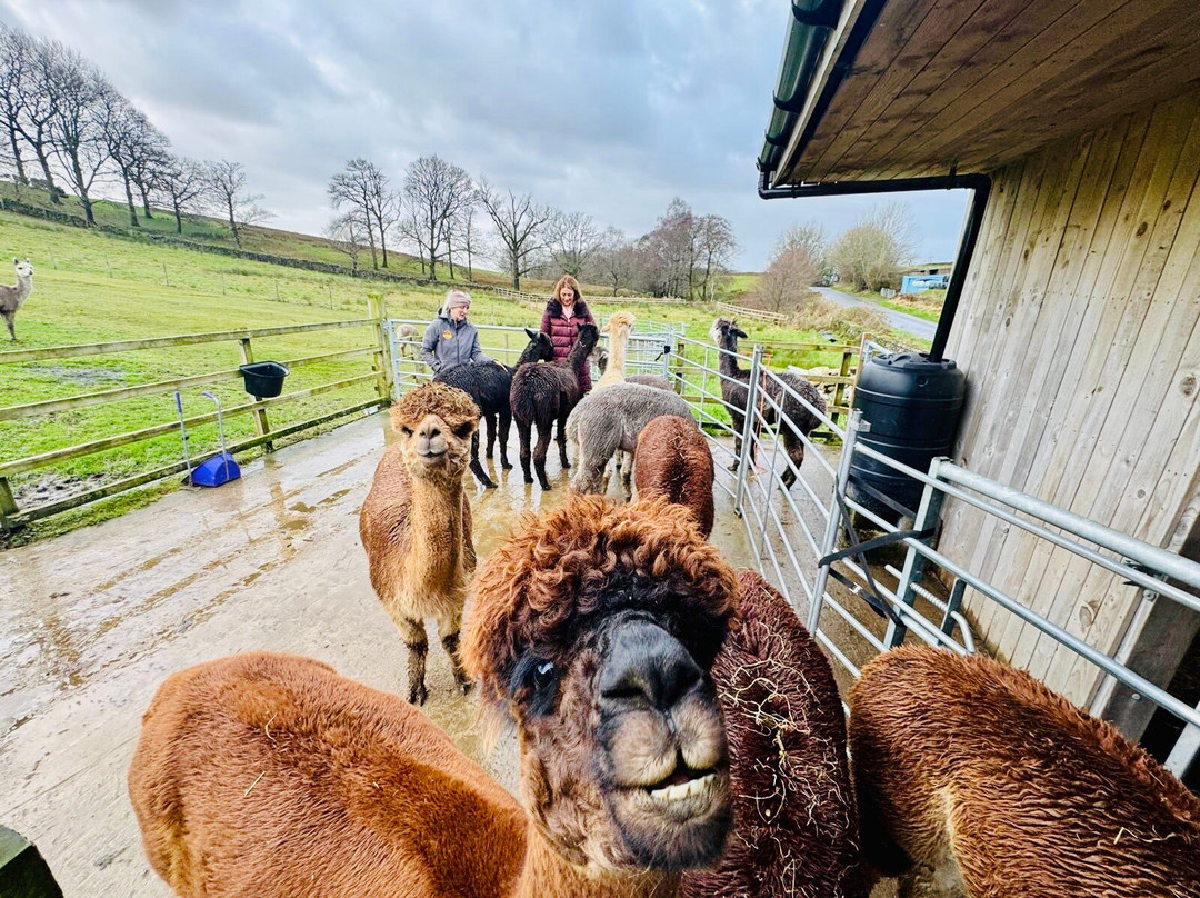 Wreay Syke Alpacas-肯德尔必去景点