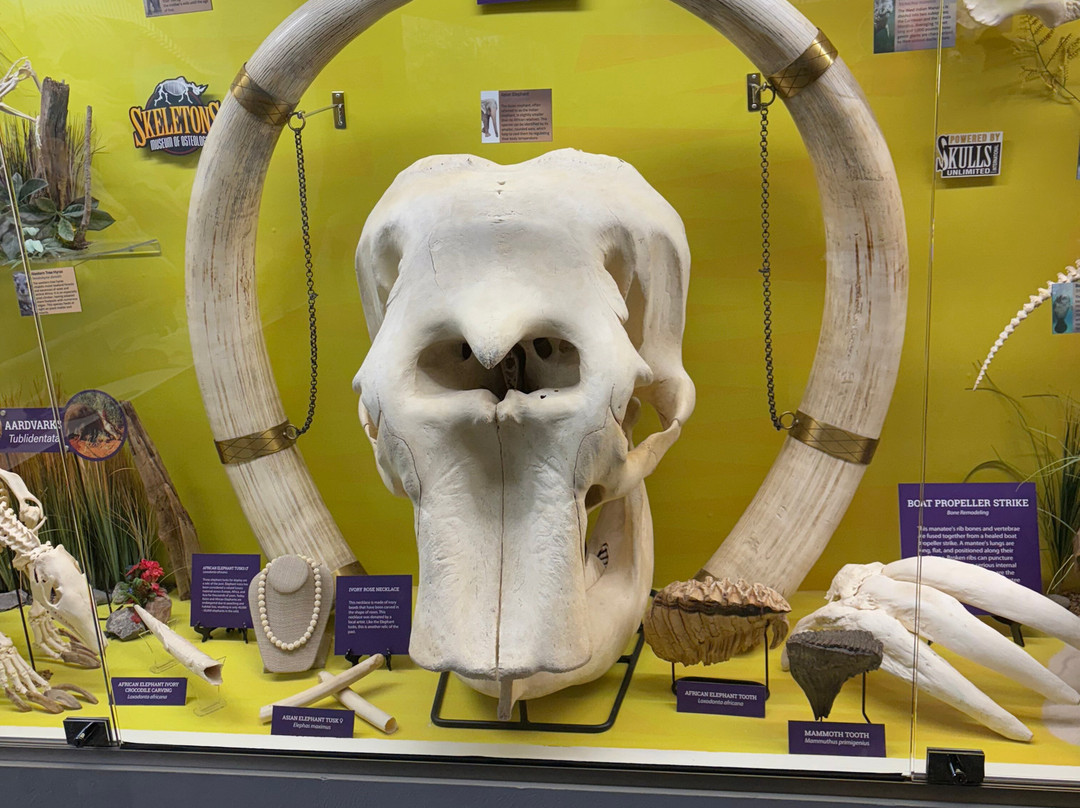 骨学博物馆-俄克拉何马城必去景点