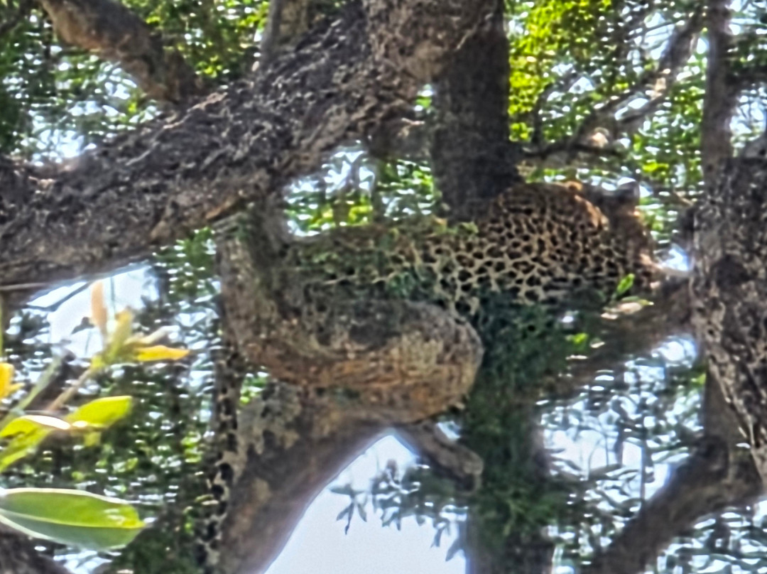 SAFARI, DRIVE & DIVE TOURS-Inhambane必去景点