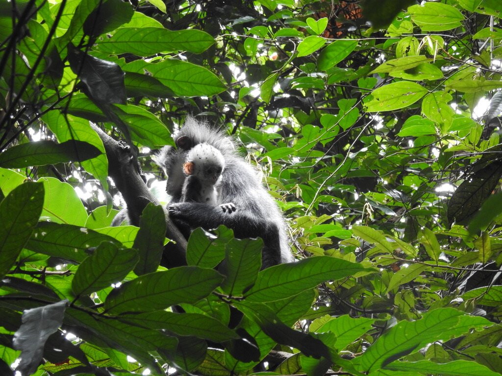 Sumatra Jungle Tours-武吉拉旺必去景点