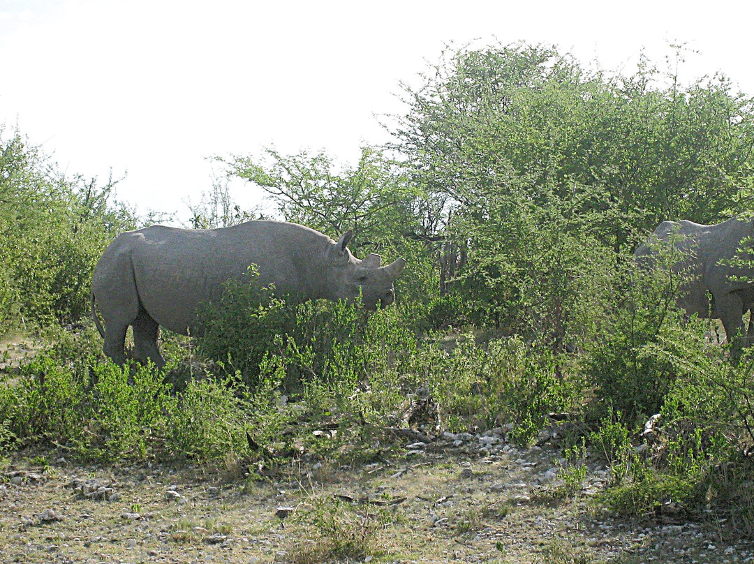 Etosha Pan-纳米比亚埃托沙国家公园必去景点