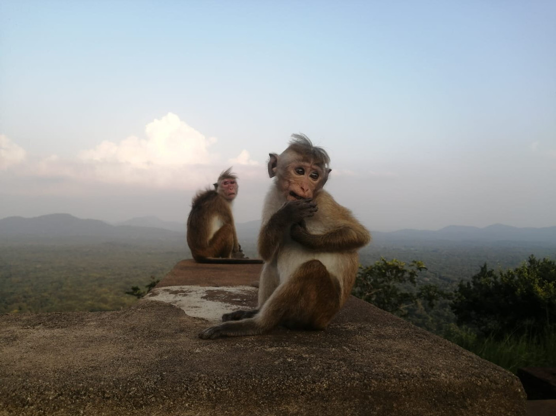 Green Shadows Beach Hotel主图