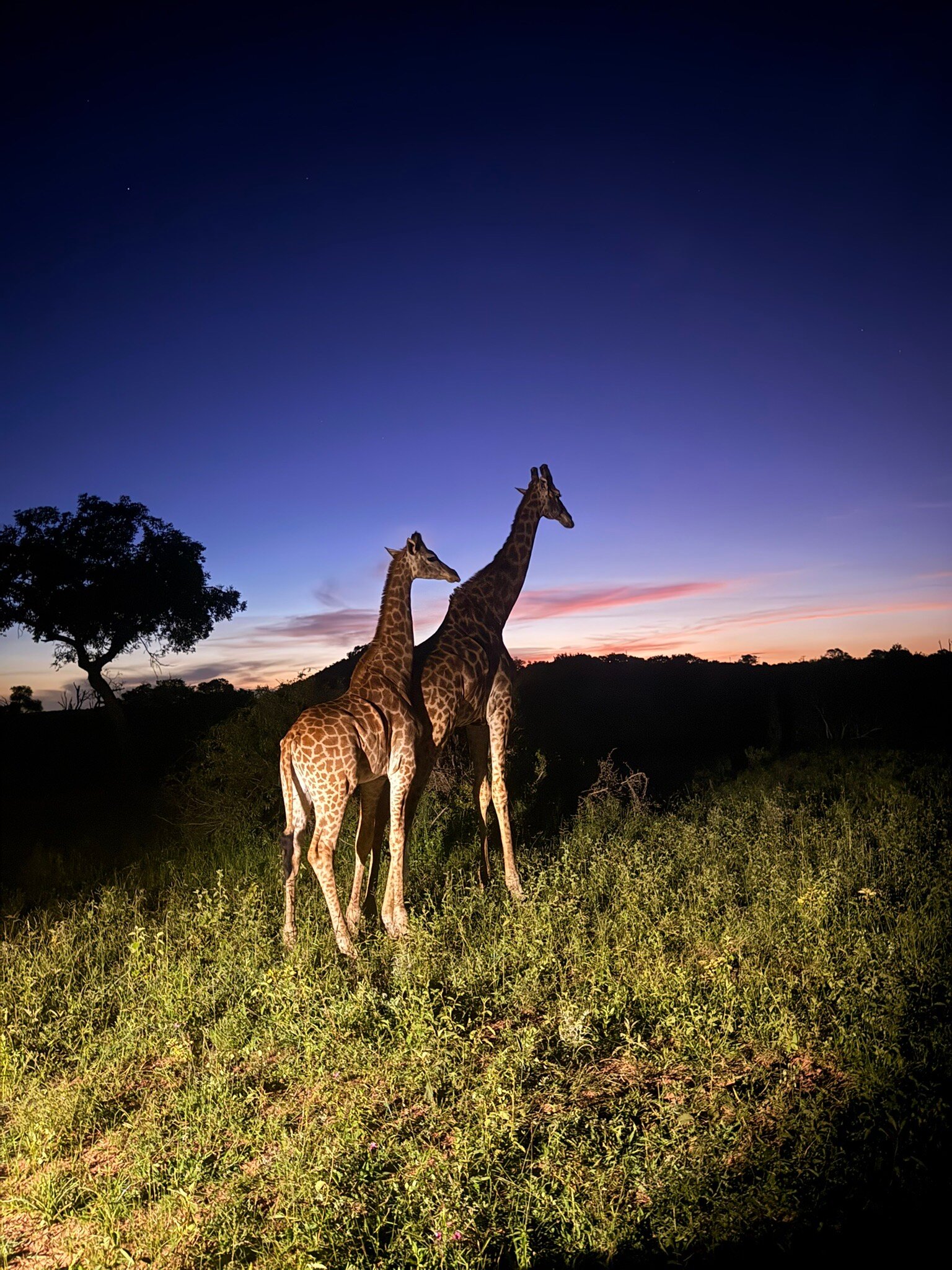 Leopard Hills Private Game Reserve Hotel-官方