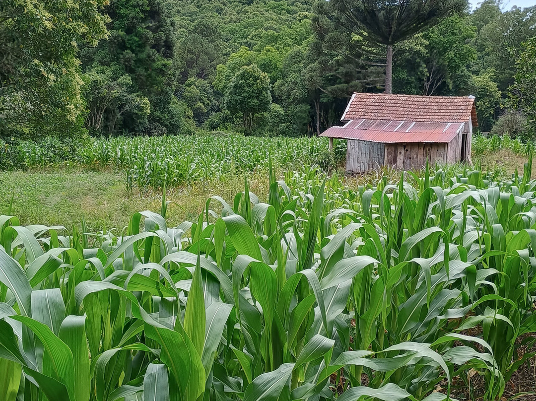 Caminhos de Pedra-本图贡萨尔维斯必去景点