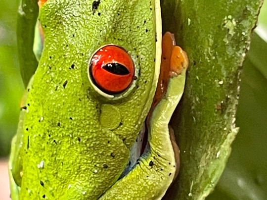 Costa Rica Unique Transfers and Tours-利比里亚必去景点