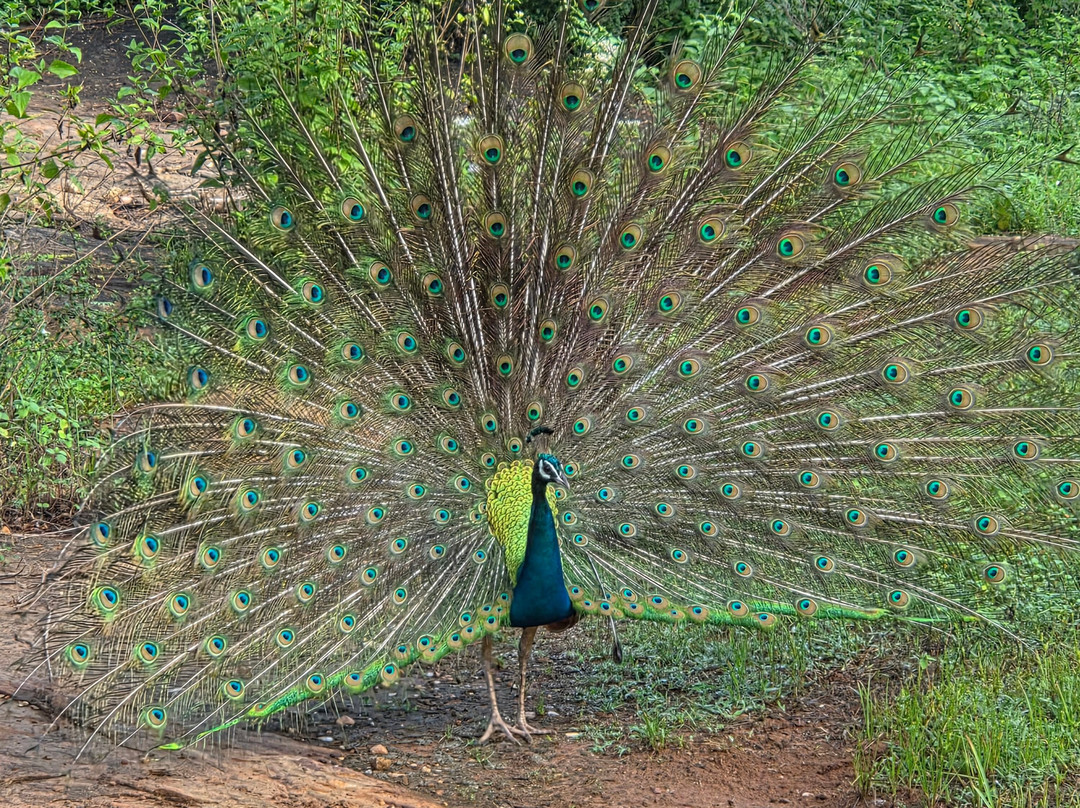 Tony Sri Lanka Tours-亚洪加拉必去景点