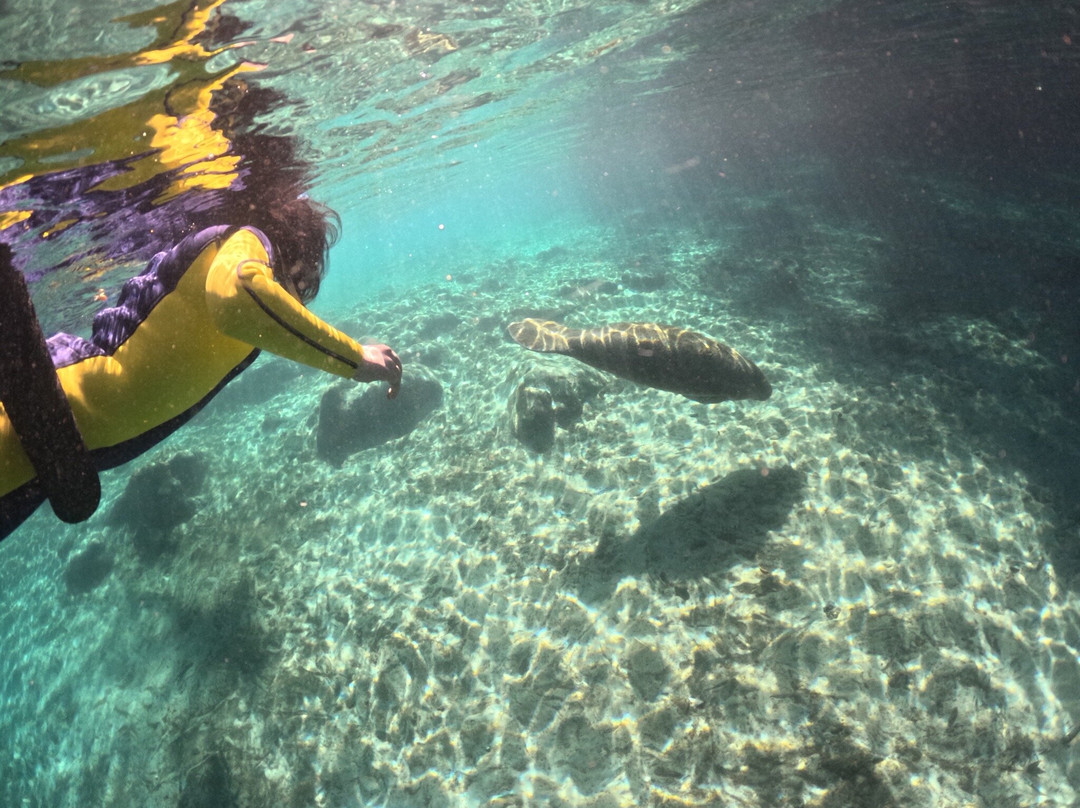 Manatee Tour And Dive-克里斯特尔里弗必去景点