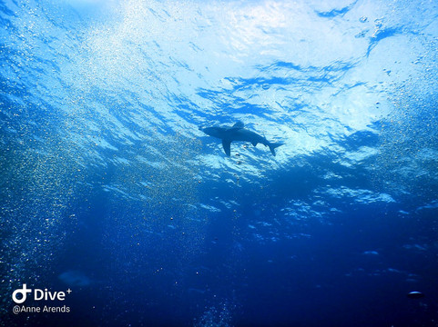 Infinity Diving Safari-马萨阿拉姆必去景点