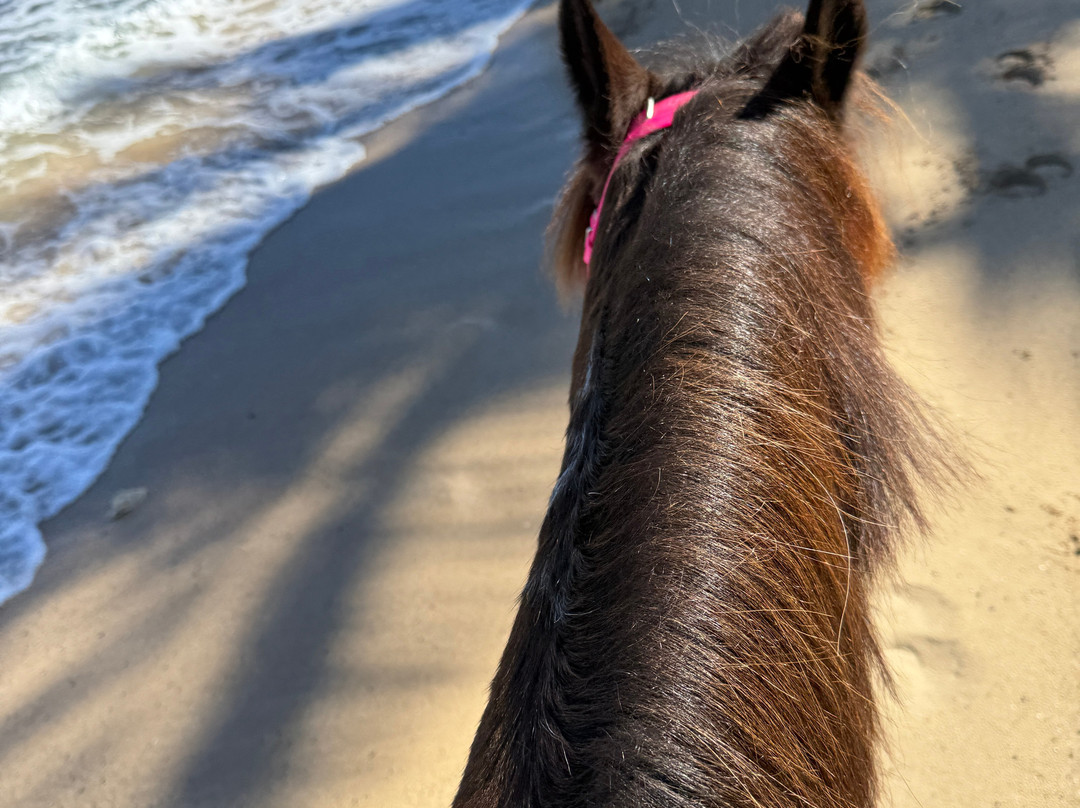 Colon Horseback Riding-维切克岛必去景点