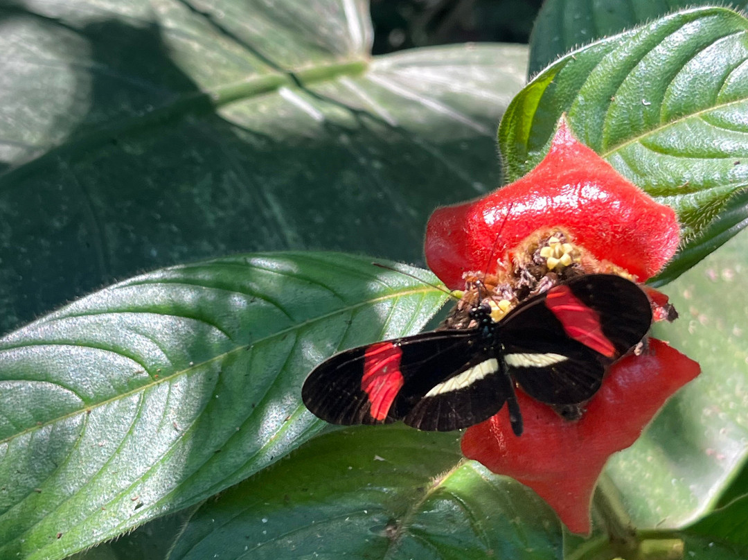 Royal Butterflies-哈科必去景点