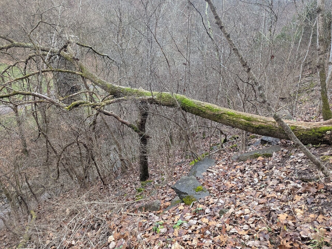 Cove Springs Park-法兰克福必去景点
