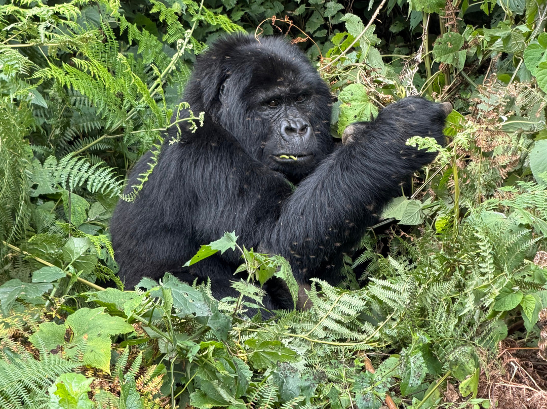 BUGOLI ADVENTURES LIMITED-卡巴莱必去景点
