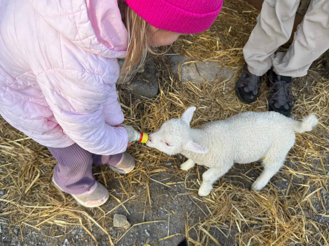 Hold A Baby Lamb-Glanfahan必去景点