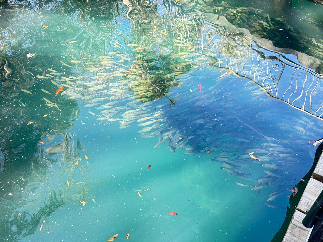 Homosassa springs wildlife park-Homosassa Springs必去景点