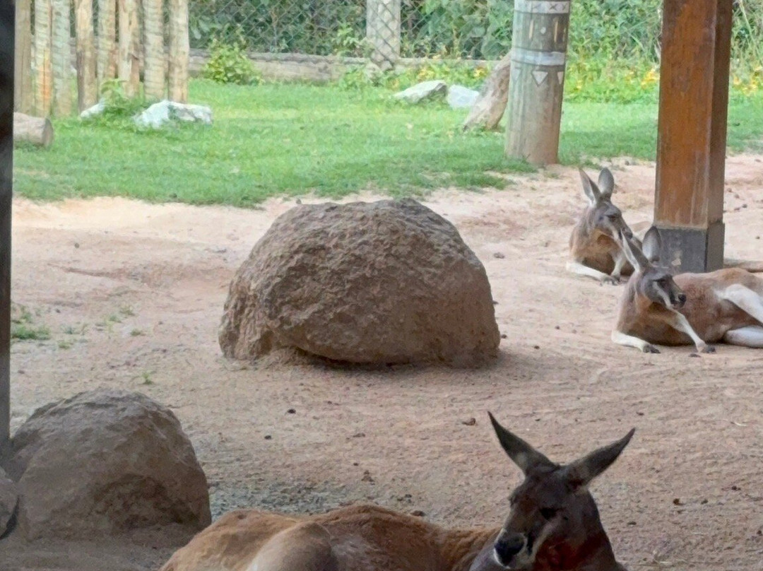 Animália Park-Cotia必去景点