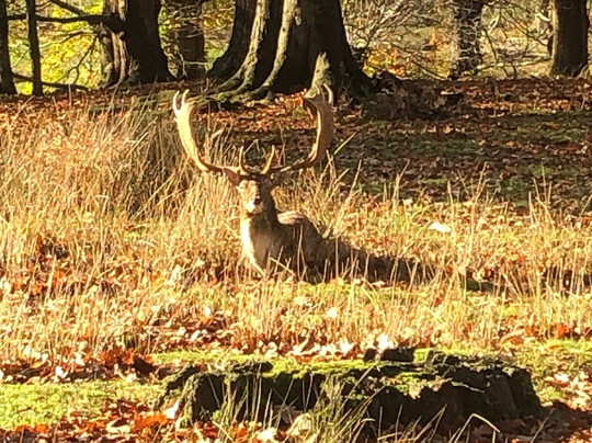 Knole - National Trust-Sevenoaks必去景点