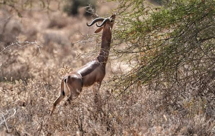 Kalu Safari Kenya-瓦塔木必去景点