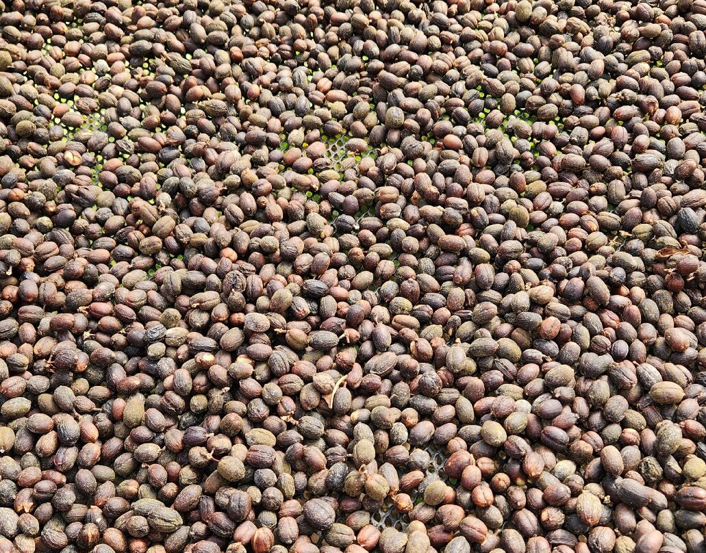 Café Monteverde Coffee Tour-圣埃伦娜必去景点