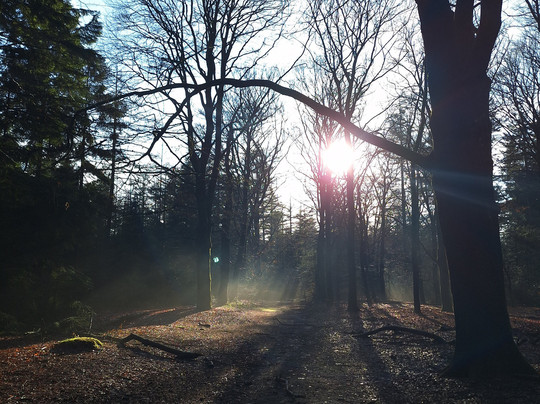 Buitenplaats De Bergse Bossen主图