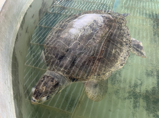 Ahungalla Sea Turtles Conservation And Research Center-亚洪加拉必去景点