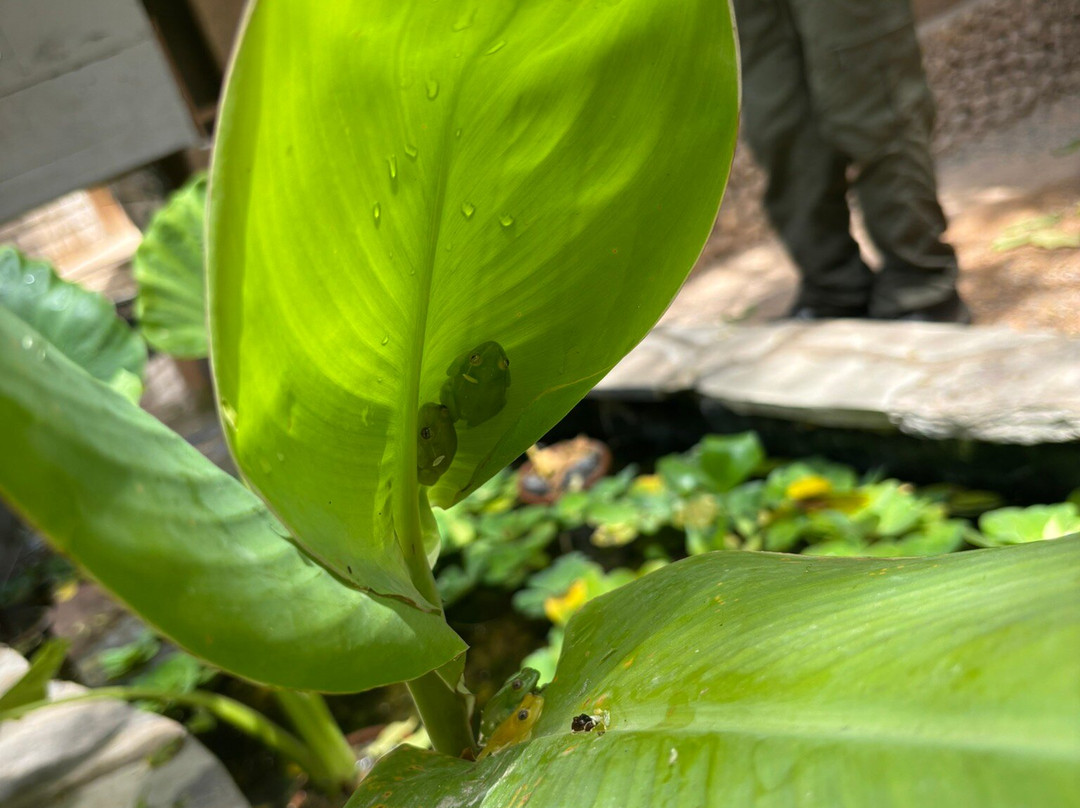 The Watamu Snake Farm-瓦塔木必去景点