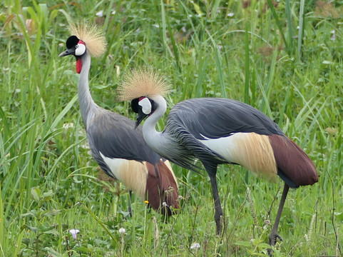 Exclusive Uganda Safaris-坎帕拉必去景点