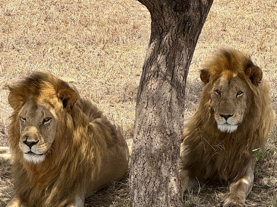 Tanzania Adventure Tours-阿鲁沙必去景点