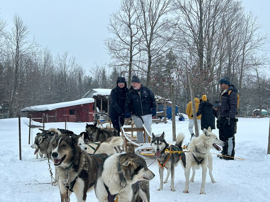 Windrift Kennel-奥里利亚必去景点