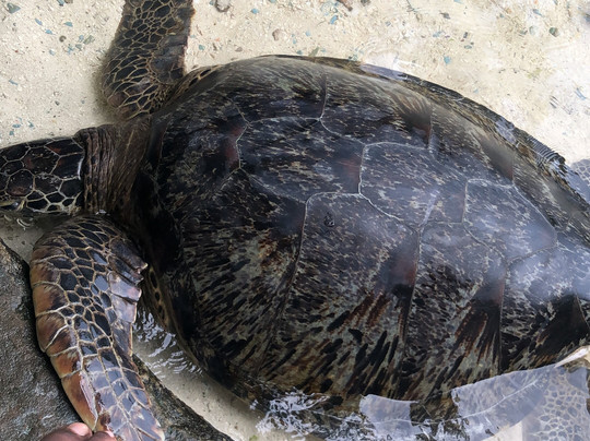 Cheichei Zanzibar Tours and Safari-桑给巴尔岛必去景点