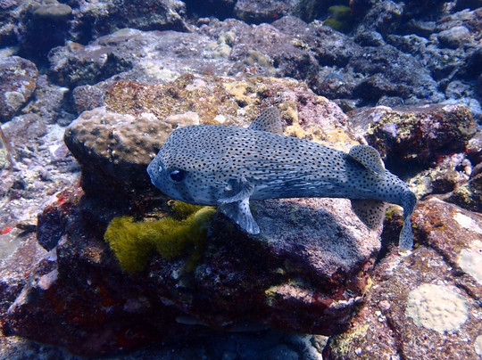Wetzone Divers-拉克山必去景点