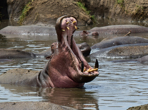 Tanganyika Expeditions-阿鲁沙必去景点