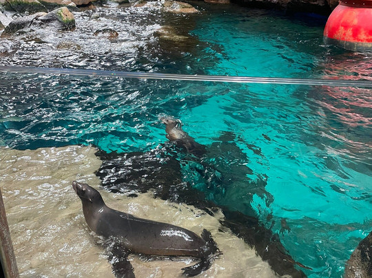 SeaWorld Yas Island Abu Dhabi-阿布扎比必去景点