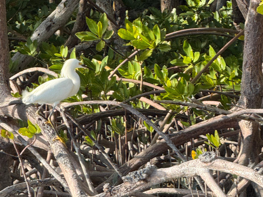Tour The Glades - Private Wildlife Tours-大沼泽地必去景点