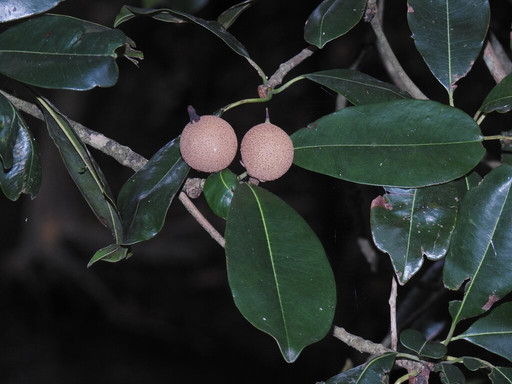 Selva Teenek Ecopark主图