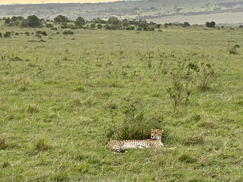 Kwanga Safaris-内罗毕必去景点