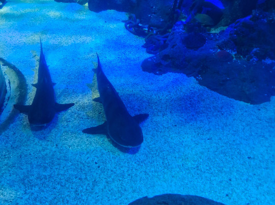 Sea Life Scarborough-斯卡伯勒必去景点