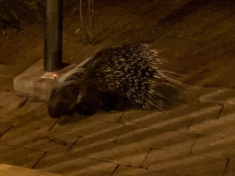 Buffalo Springs National Reserve-Buffalo Springs Game Reserve必去景点