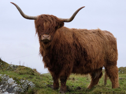 Kitchen Coos & Ewes-New Luce必去景点