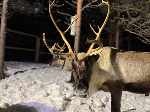 Rein Tur Ut-Lyngseidet必去景点