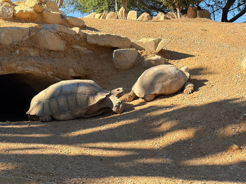 Crocoparc-阿加迪尔必去景点